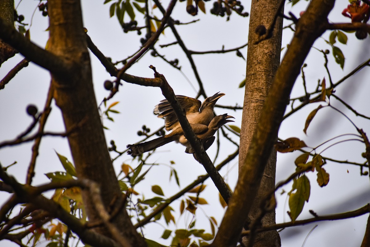 Indian Gray Hornbill - ML537865831