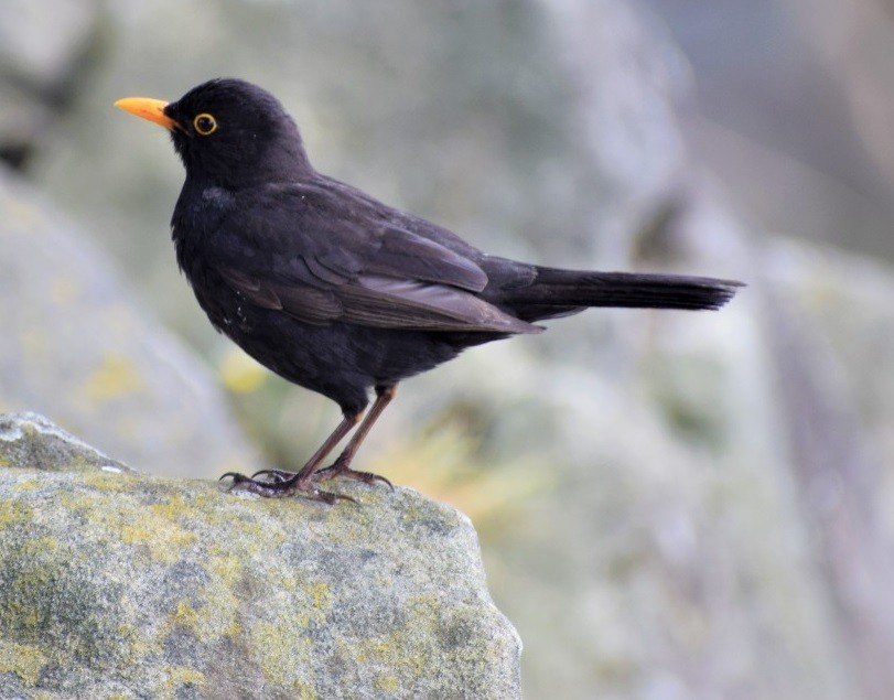 Eurasian Blackbird - ML537866831