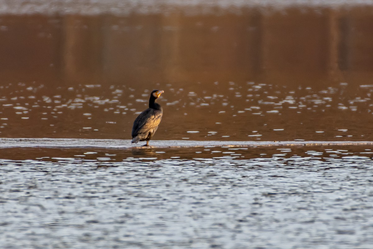 kormorán velký (ssp. sinensis/hanedae) - ML537866901