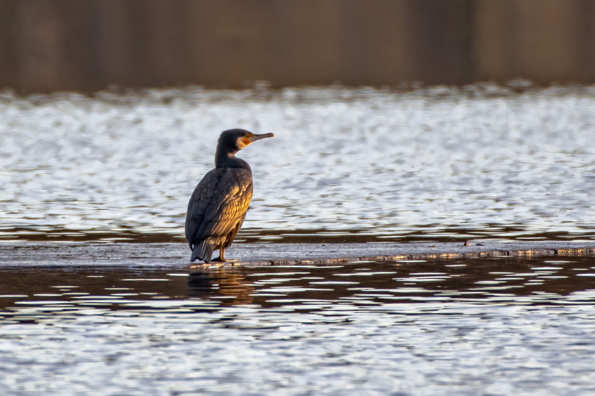 Cormorán Grande (euroasiático) - ML537866911