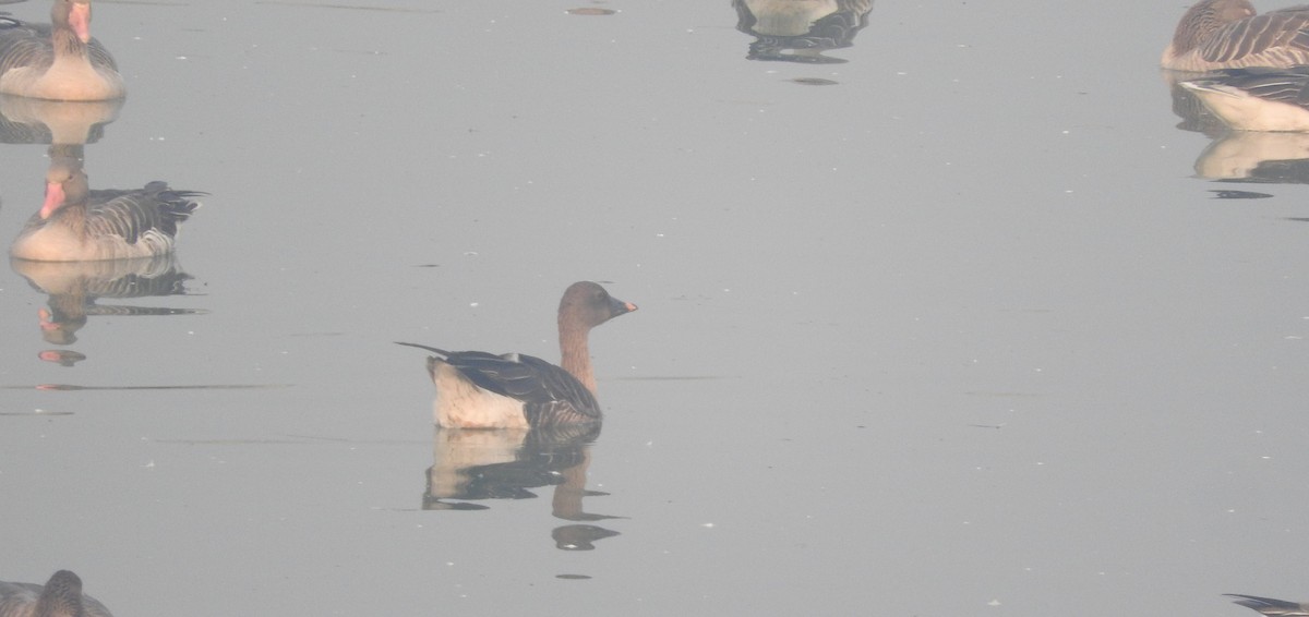 Tundra Bean-Goose - ML537869541