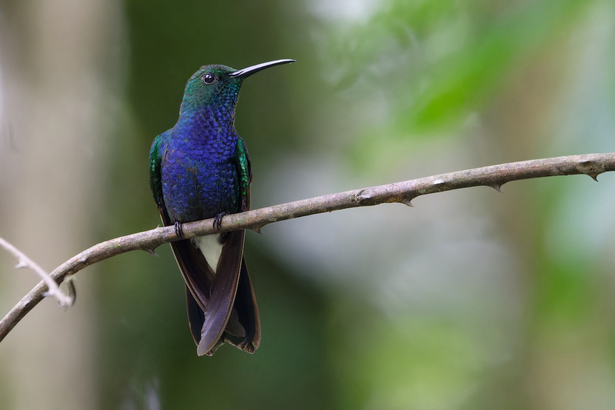 White-vented Plumeleteer - ML537869901