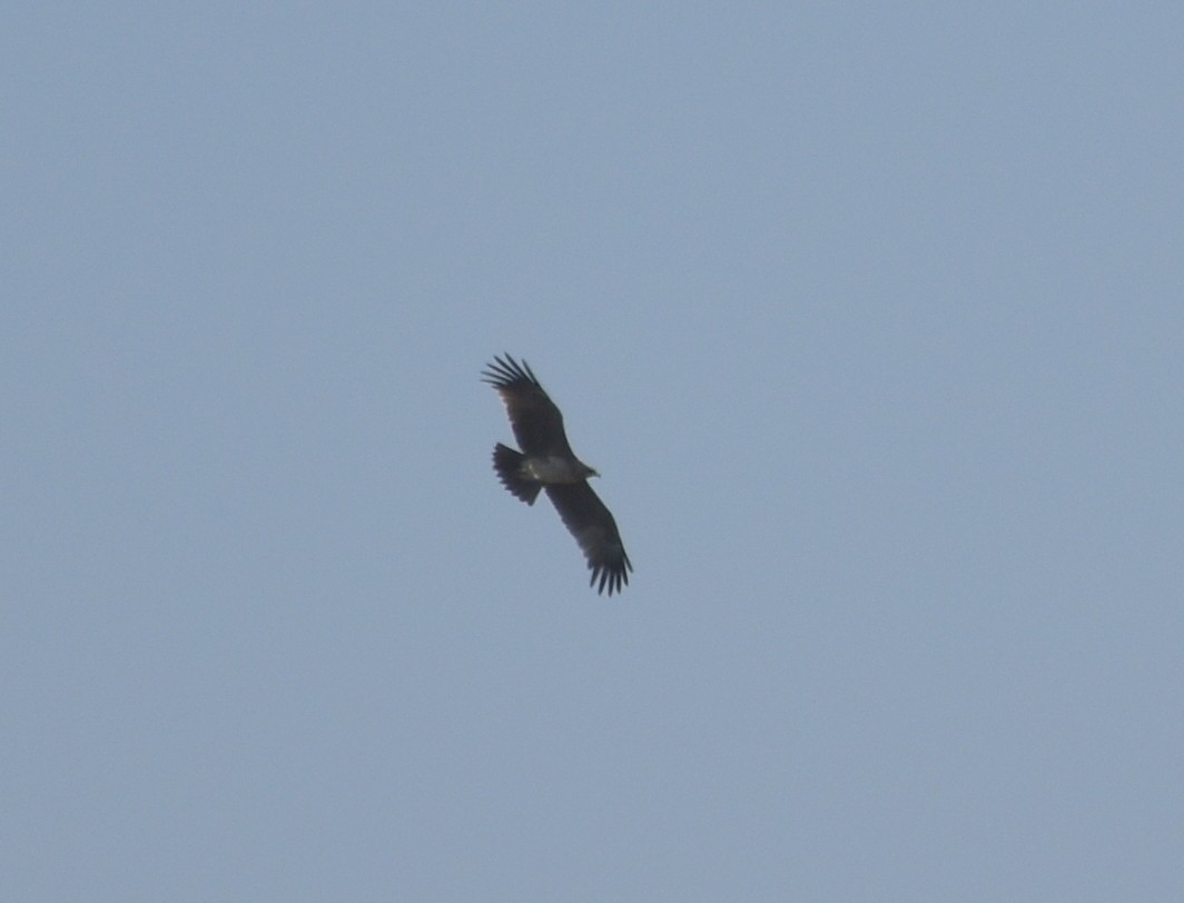 Buteo/eagle sp. - ML537870581