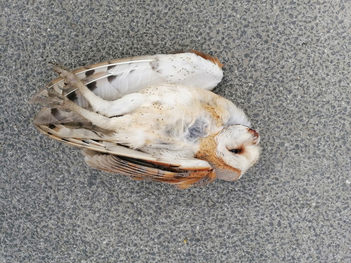 Western Barn Owl - ML537873791