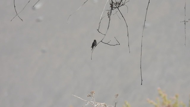 Colibrí de Arica - ML537875351