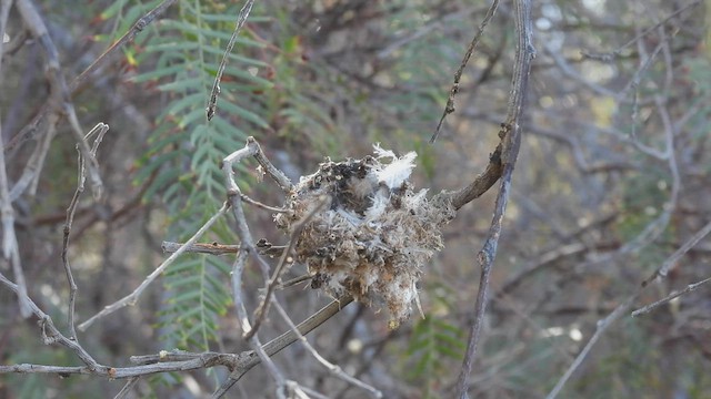 Chilean Woodstar - ML537876261