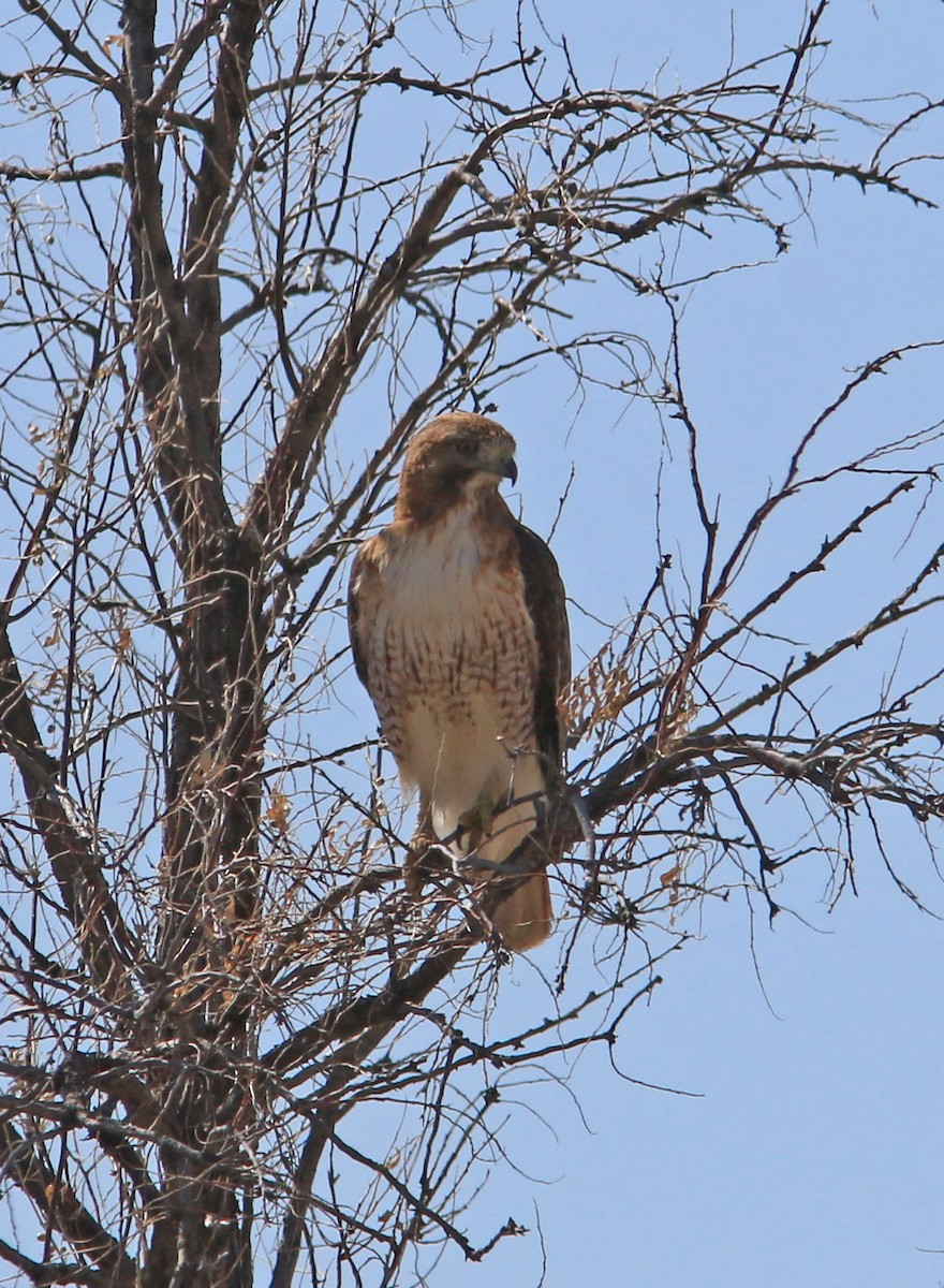 Rotschwanzbussard - ML537877211