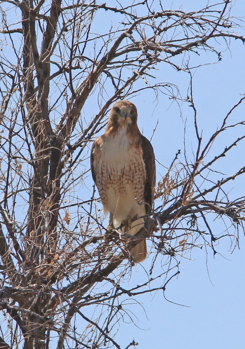 Red-tailed Hawk - ML537877221