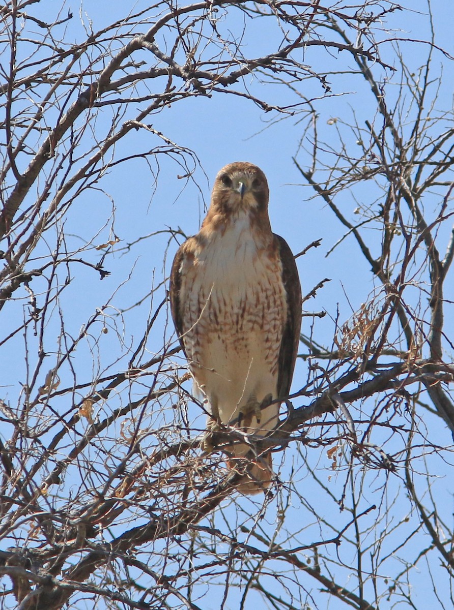 Red-tailed Hawk - ML537877231