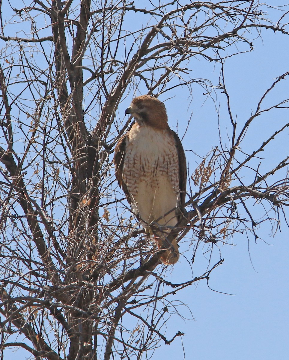 Red-tailed Hawk - ML537877241