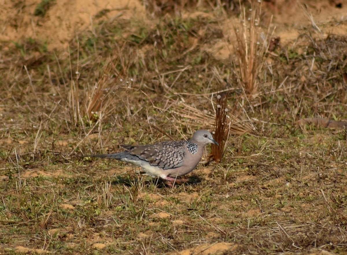Spotted Dove - ML537878851