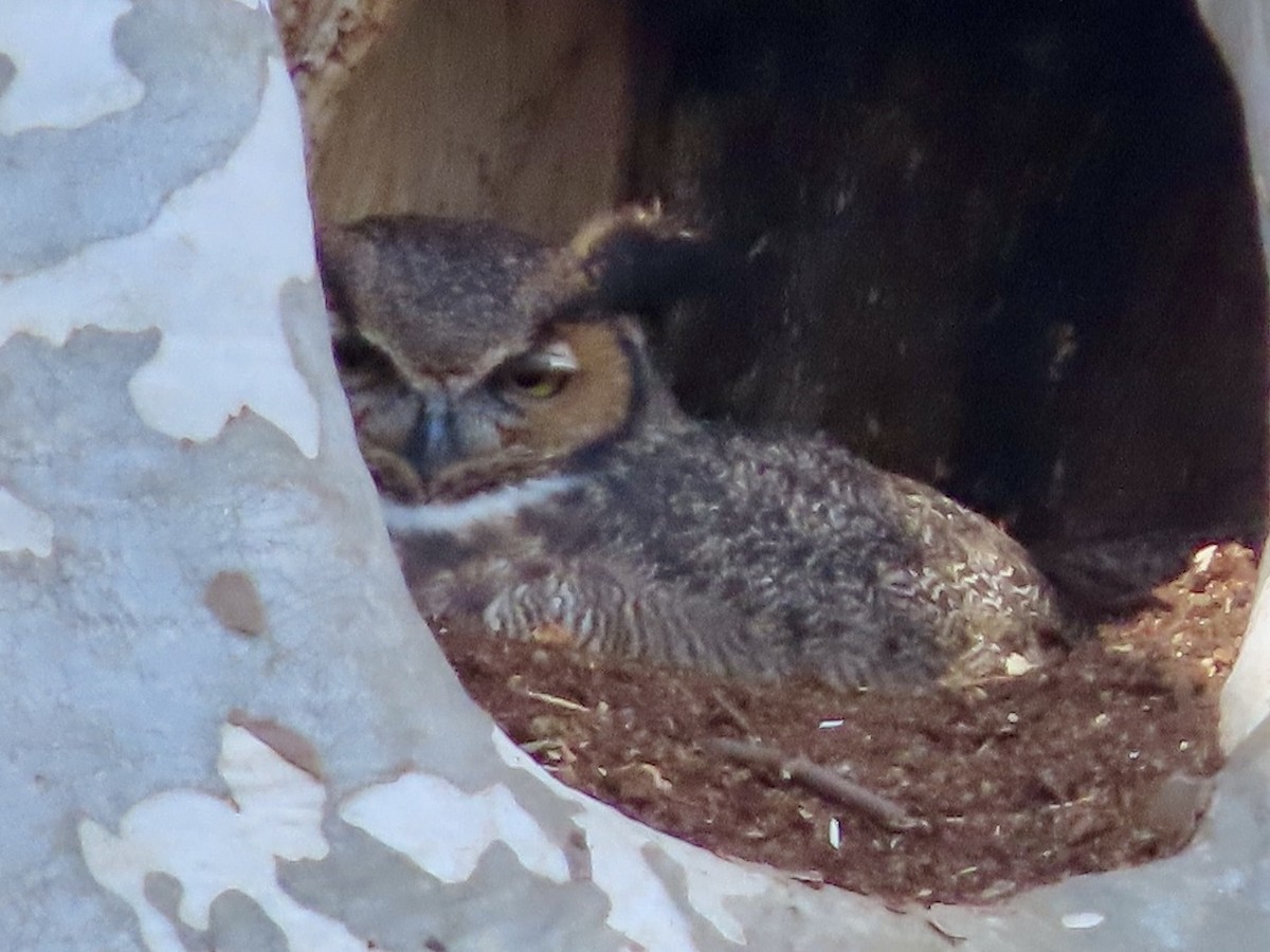 Great Horned Owl - ML537879021