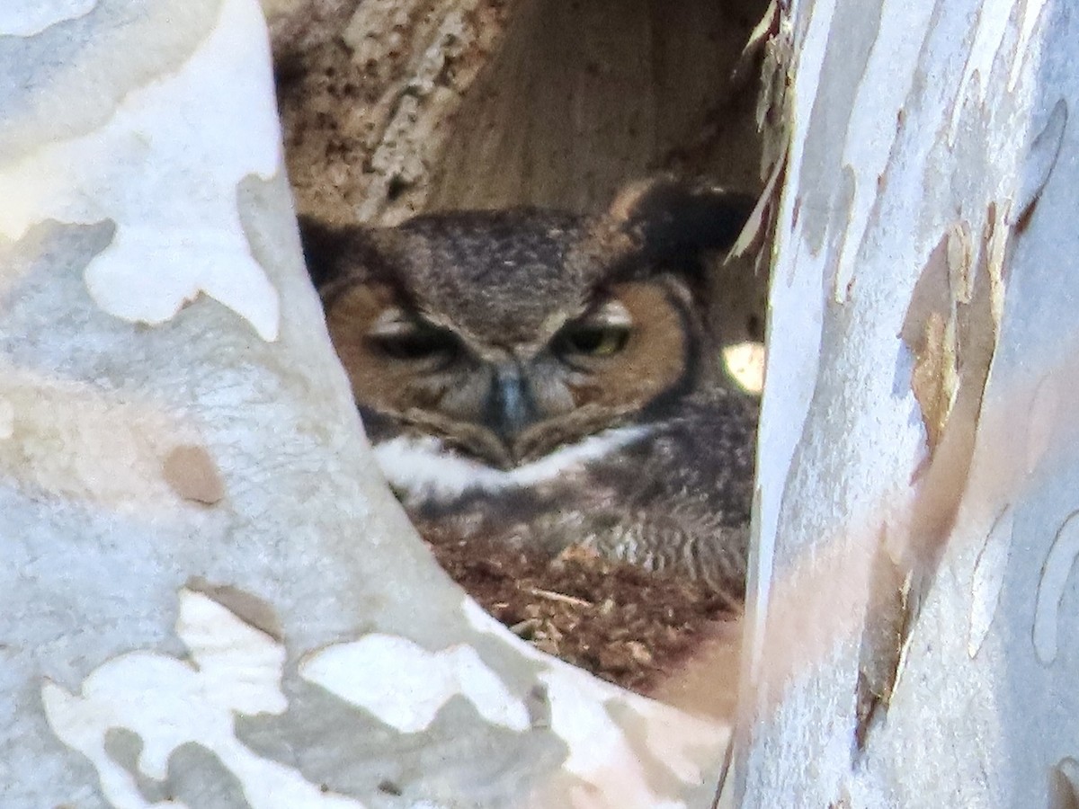 Great Horned Owl - ML537879041