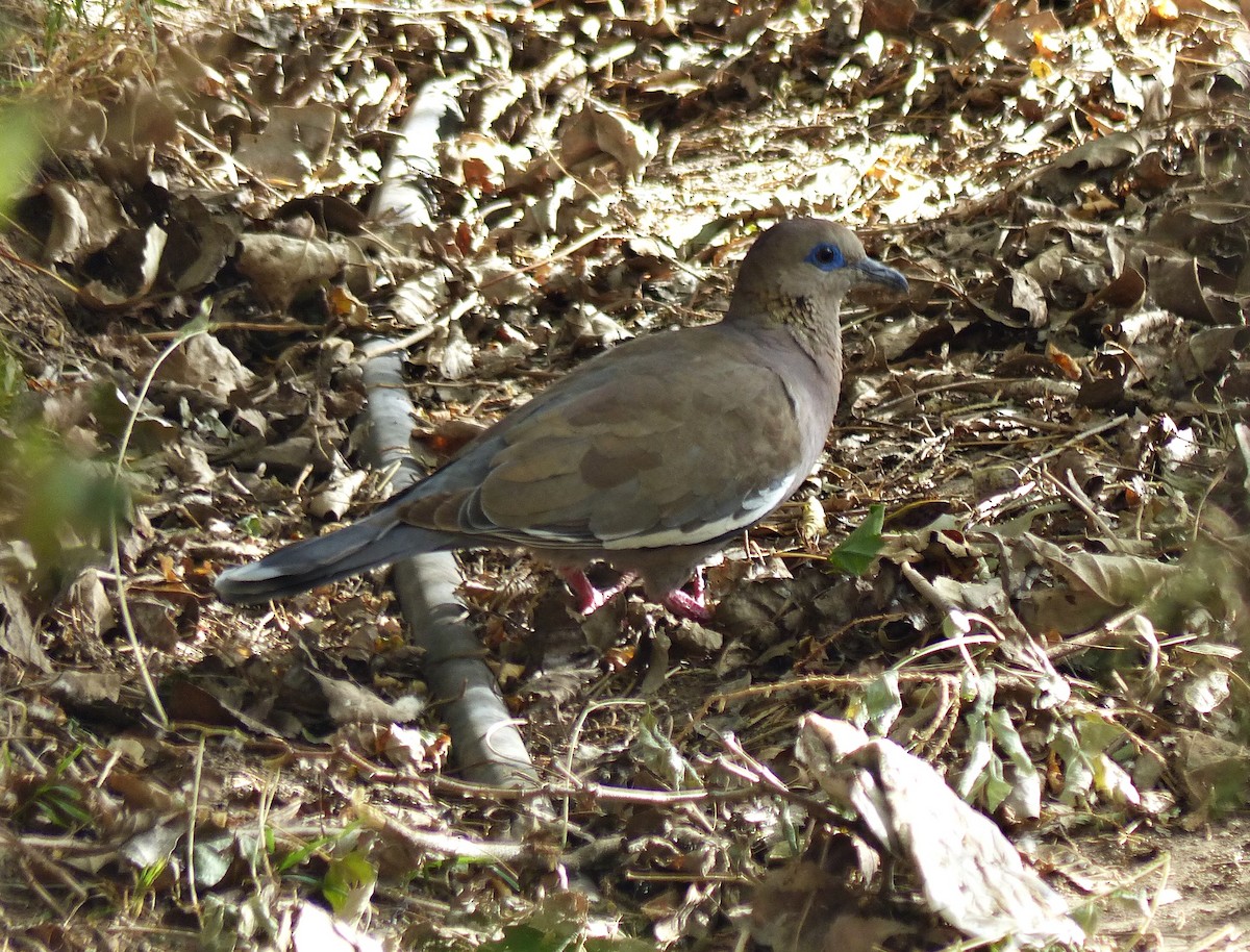 West Peruvian Dove - ML537879231