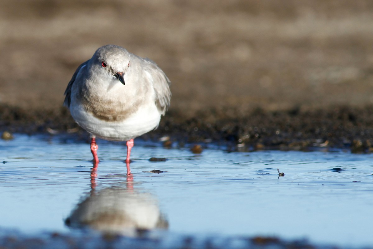 Magellanic Plover - Miles Brengle