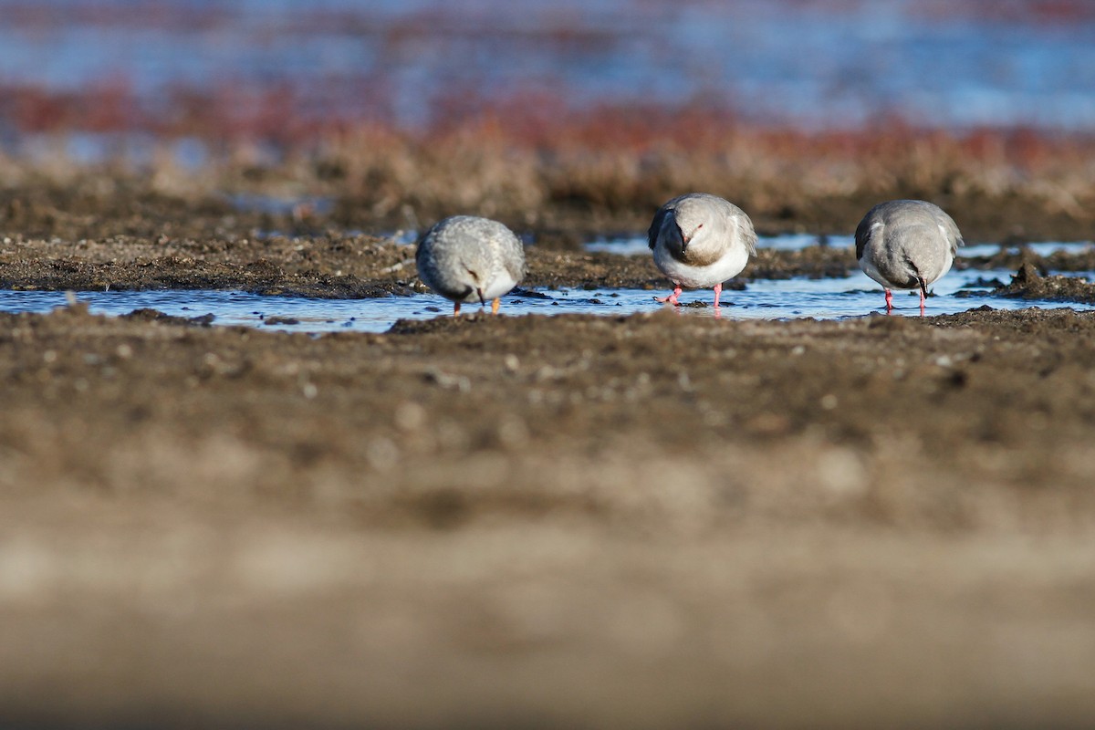 Magellanic Plover - ML537879601