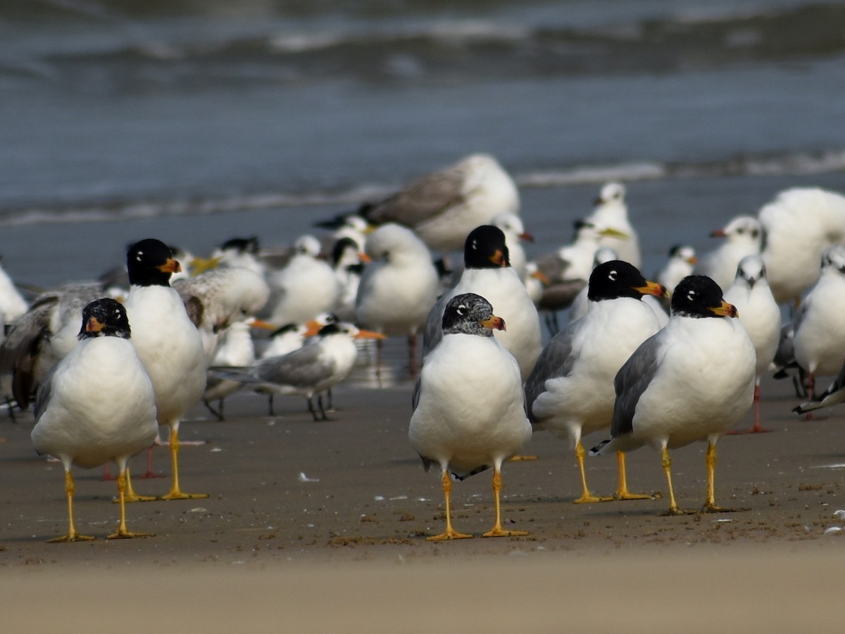 Pallas's Gull - ML537880641