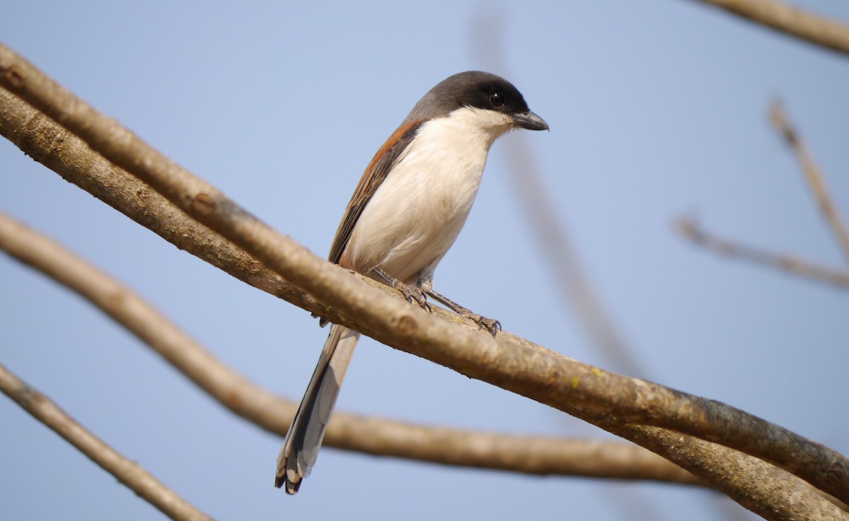 Burmese Shrike - ML537882881