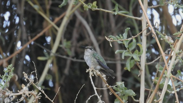 Colibrí de Arica - ML537883521