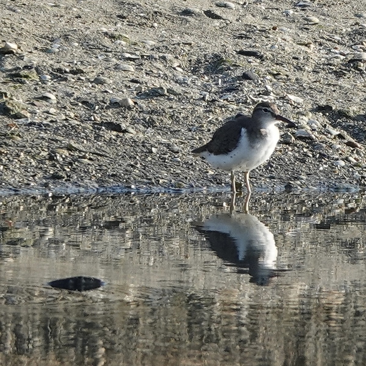 Spotted Sandpiper - Luce Chamard