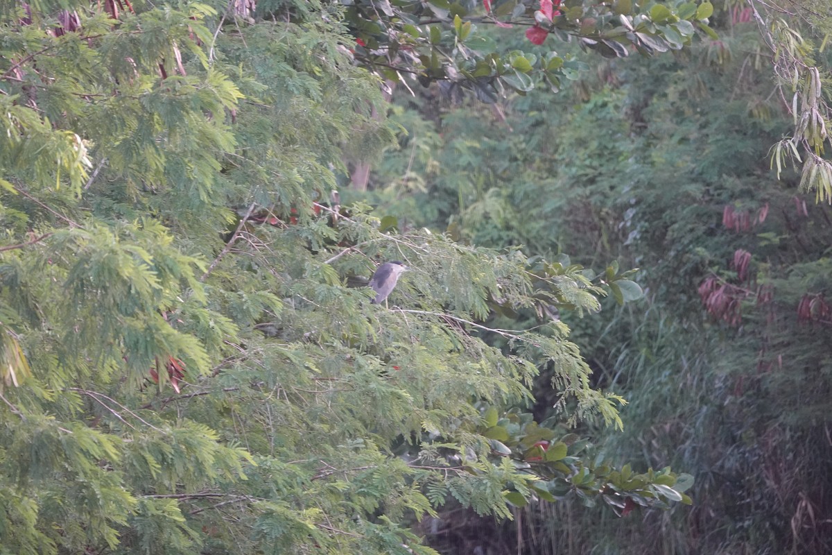 Black-crowned Night Heron - ML537884501