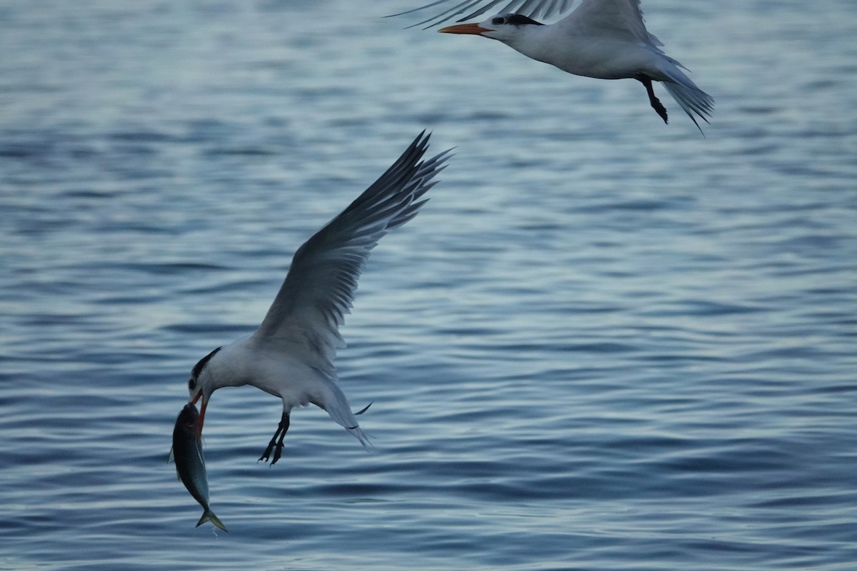 Royal Tern - ML537884631