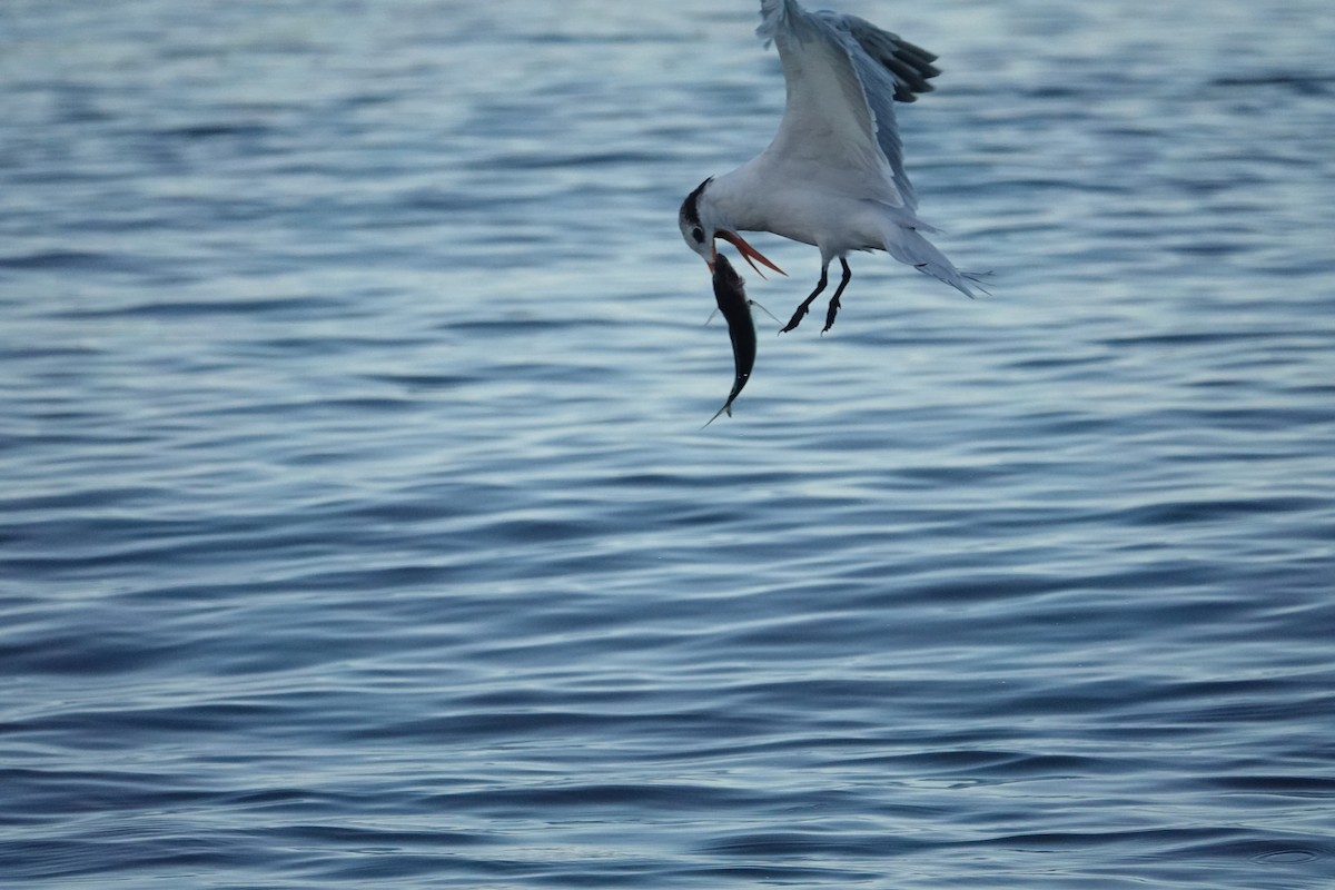 Royal Tern - ML537884641