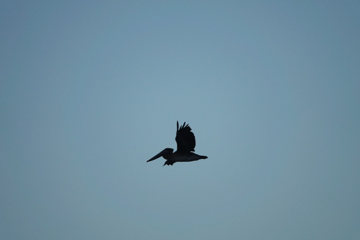 Brown Pelican - ML537884701