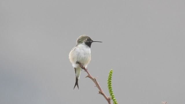 Colibrí de Arica - ML537885071