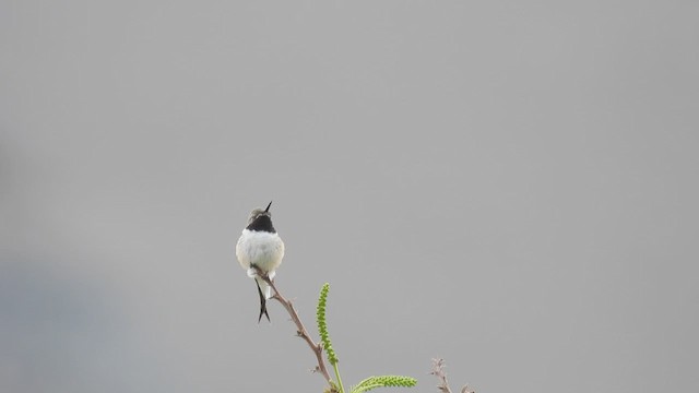 Colibri d'Arica - ML537885101