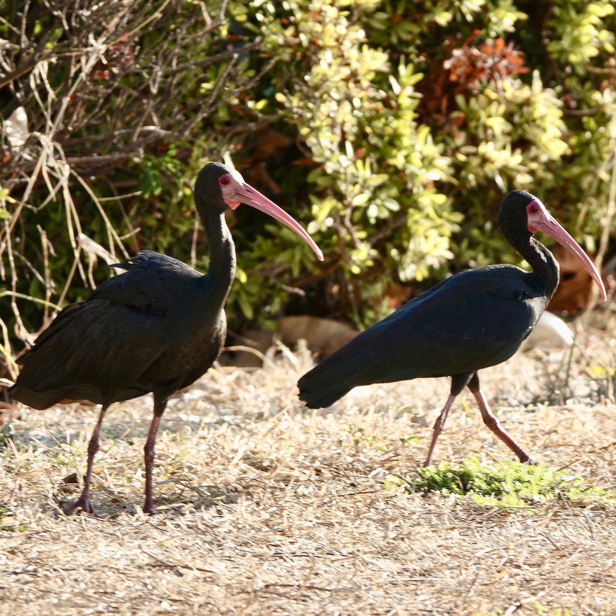 Bare-faced Ibis - Luce Chamard
