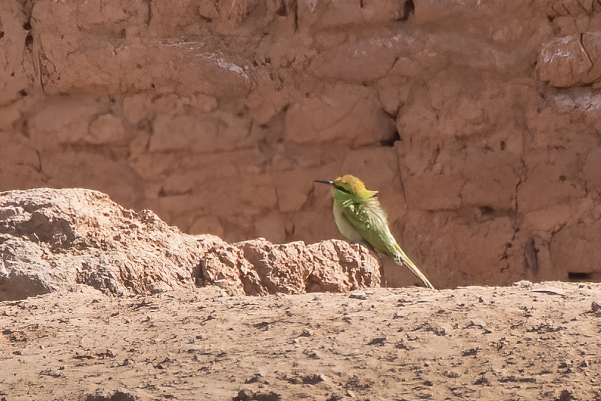 African Green Bee-eater - ML537885971