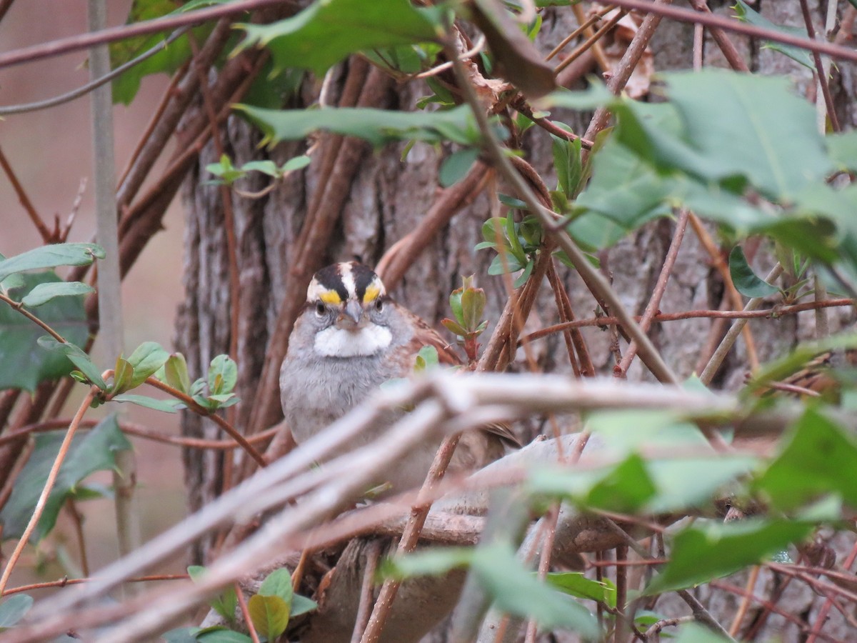 White-throated Sparrow - ML537887951