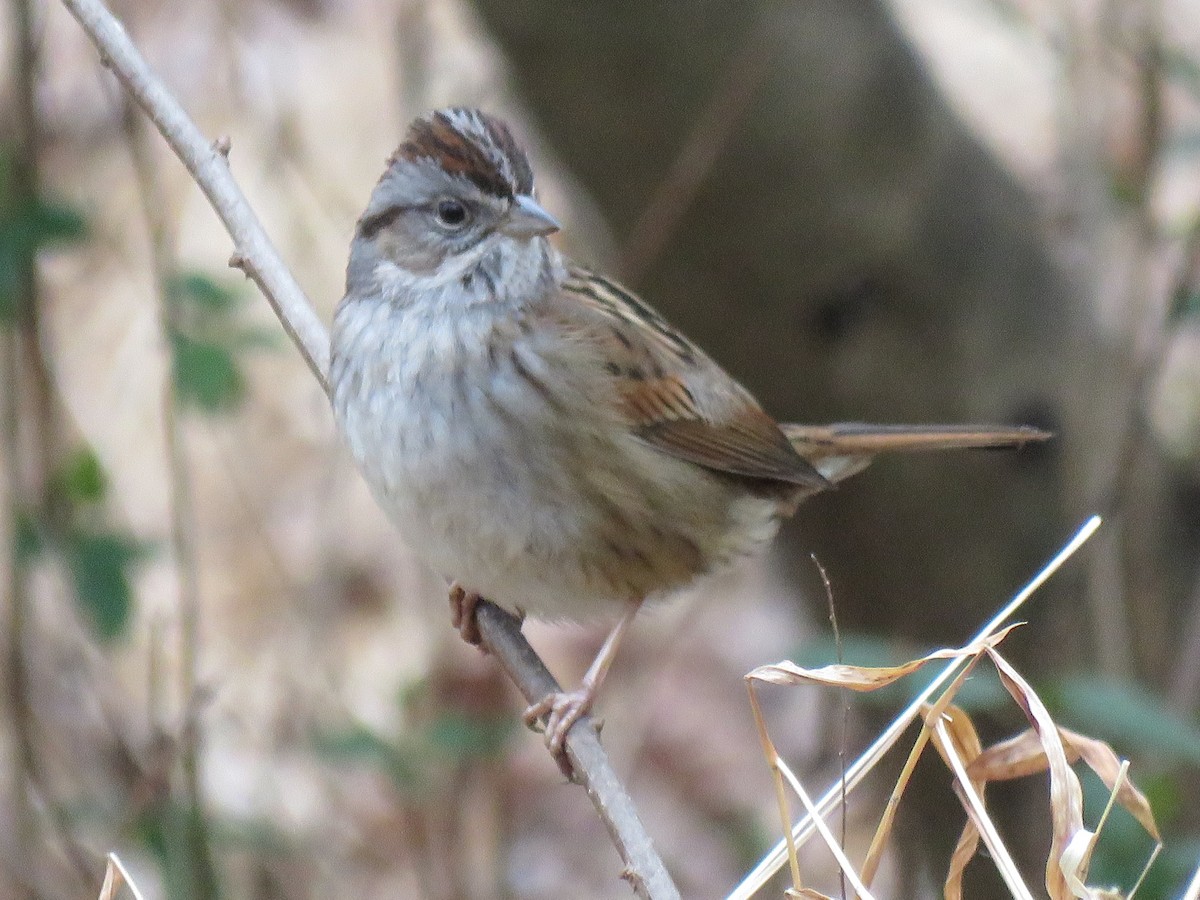 Swamp Sparrow - ML537888381