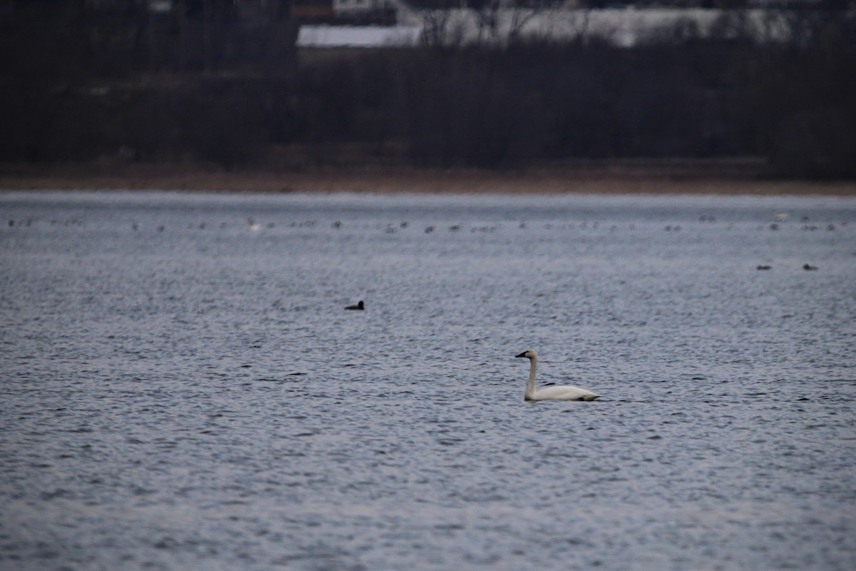 Tundra Swan - ML537889271