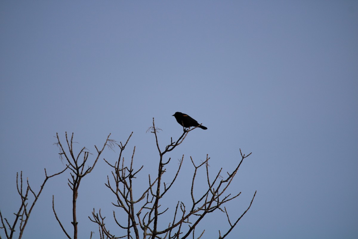 Red-winged Blackbird - ML537889491