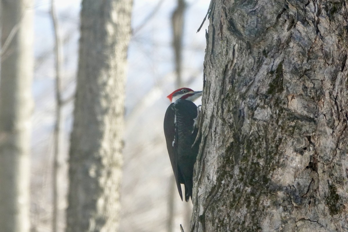 Pileated Woodpecker - ML537890591