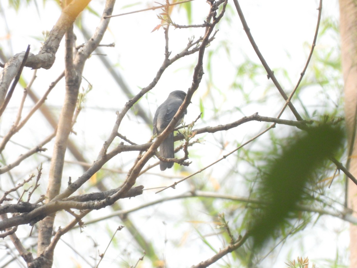 Indochinese Cuckooshrike - ML537890611