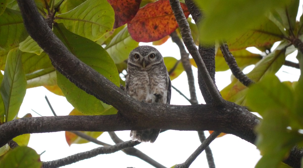 Spotted Owlet - ML537890861
