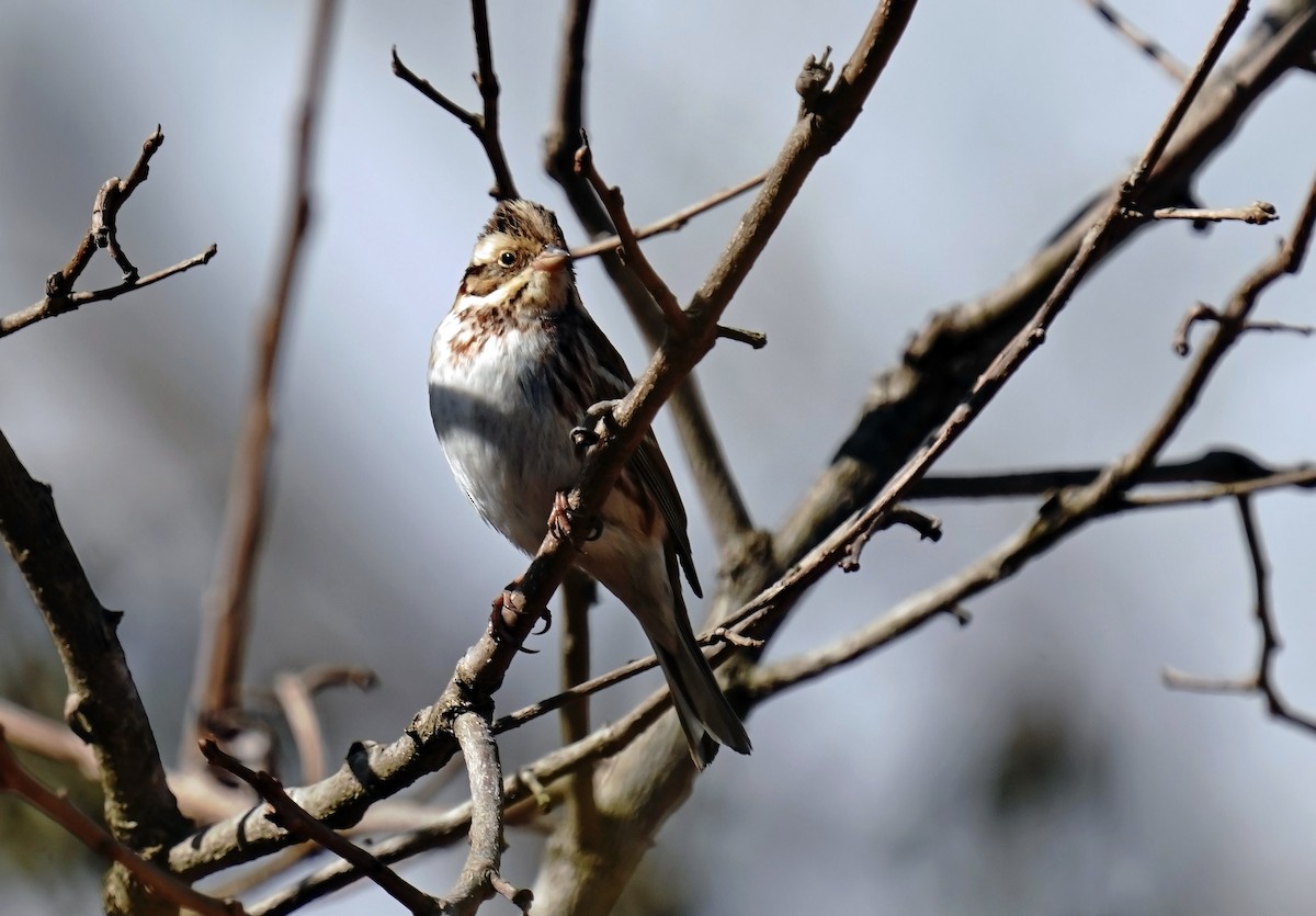 Rustic Bunting - toshiaki sasama
