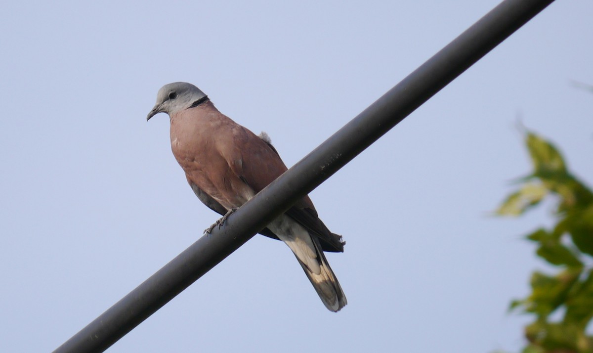 Red Collared-Dove - ML537891151