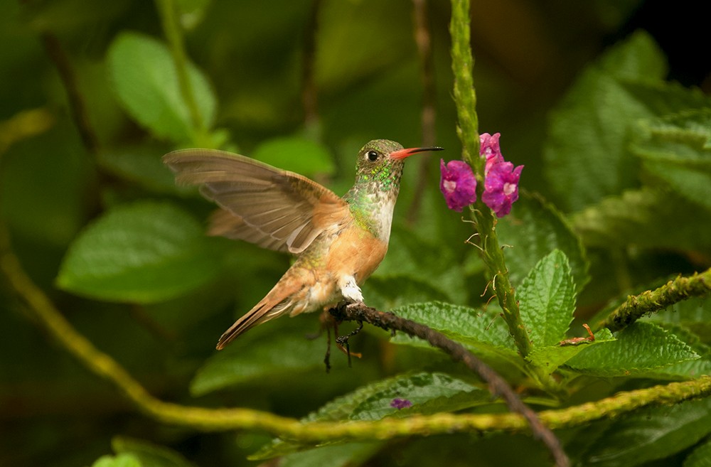 Amazilia Hummingbird - Galo Real