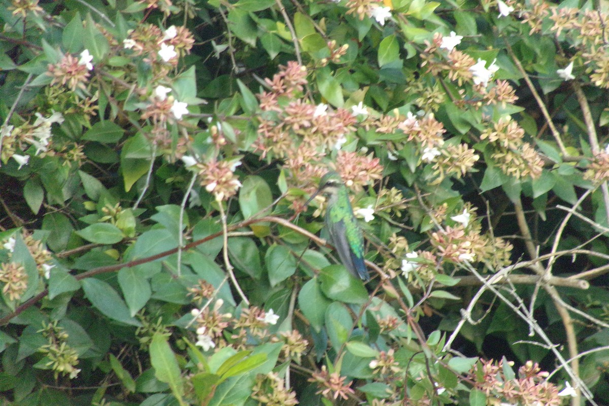 Glittering-bellied Emerald - ML537891811