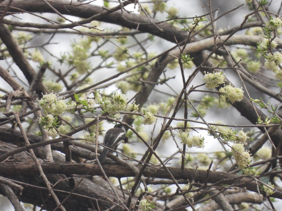 Bar-winged Flycatcher-shrike - ML537892071