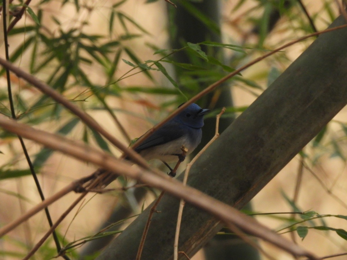 Black-naped Monarch - ML537893021