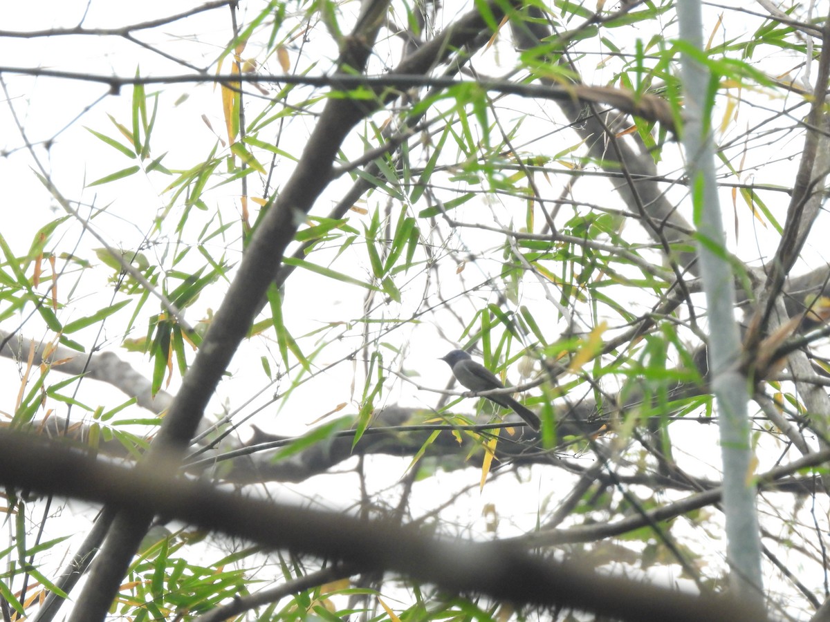 Black-naped Monarch - ML537893041
