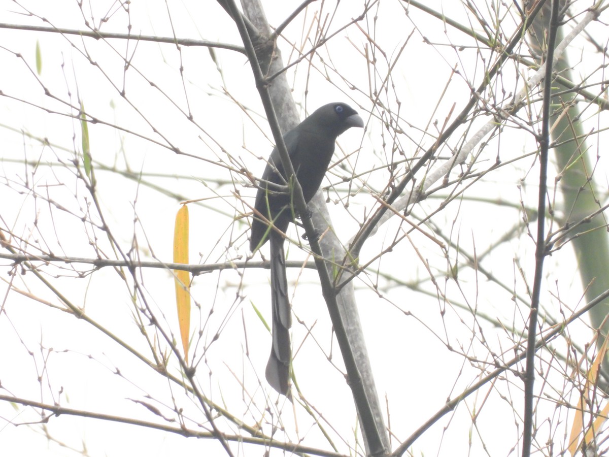 Racket-tailed Treepie - ML537893821