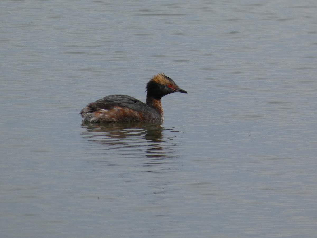 Horned Grebe - ML537893941