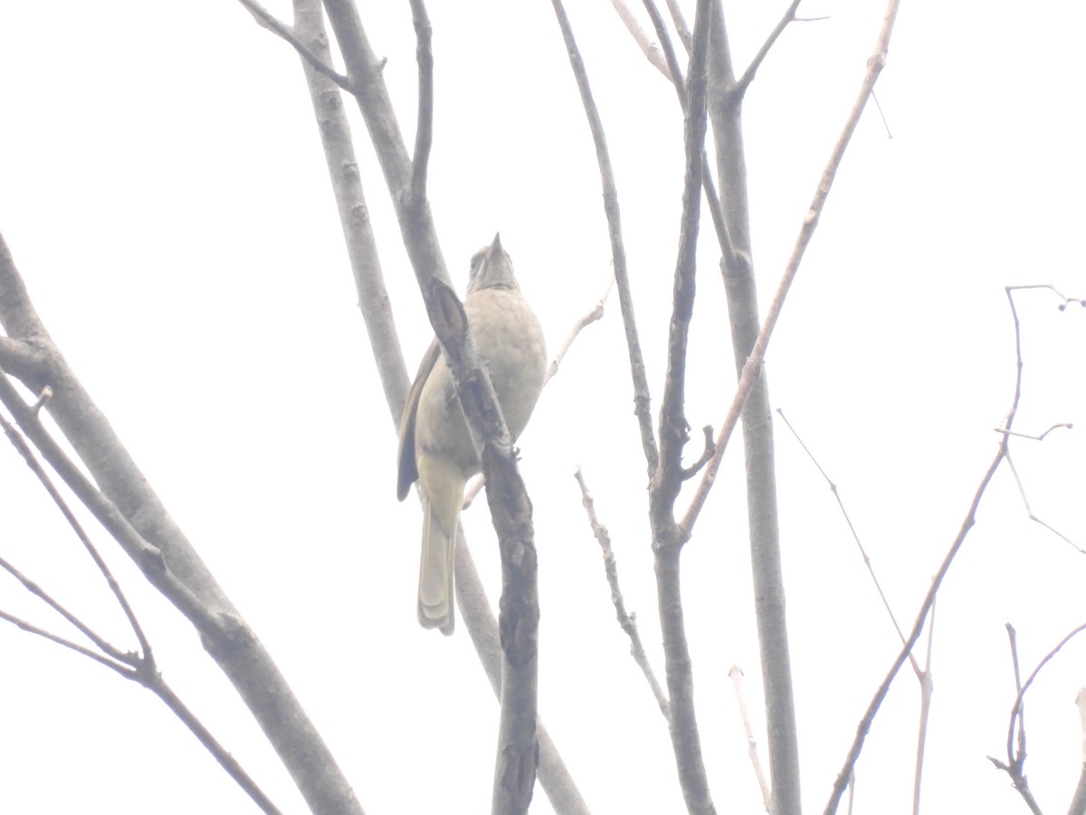 Streak-eared Bulbul - ML537893951
