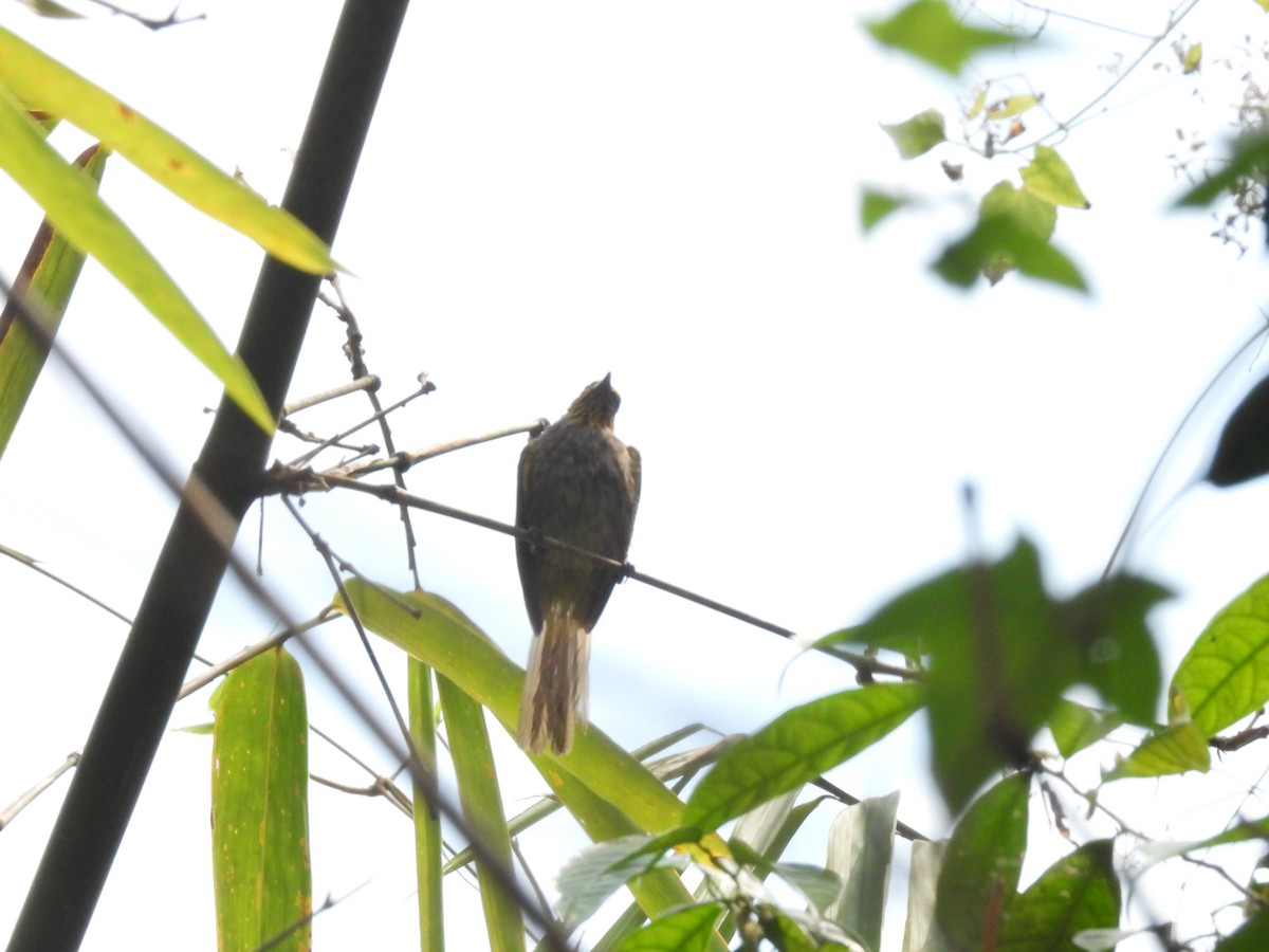 Stripe-throated Bulbul - ML537894041